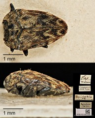 Habroloma lepidopterum•&copy; Ang Yuchen•CC BY 4.0