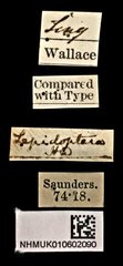 Habroloma lepidopterum•All Rights ReservedMuseum Label