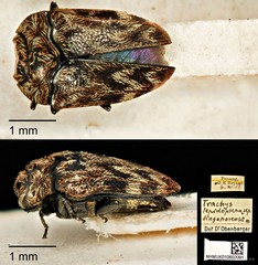 Habroloma lepidopterum•&copy; Ang Yuchen•CC BY 4.0