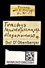 Habroloma lepidopterum•All Rights ReservedMuseum Label