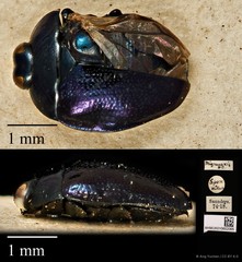 Pachyschelus migneauxii•&copy; Ang Yuchen•CC BY 4.0