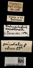 Pachyschelus orientalis•All Rights ReservedMuseum Label