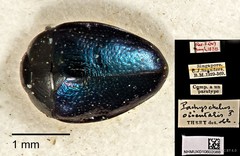 Pachyschelus orientalis•&copy; Ang Yuchen•CC BY 4.0