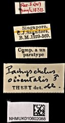 Pachyschelus orientalis•All Rights ReservedMuseum Label