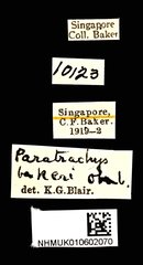 Paratrachys bakeri•All Rights ReservedMuseum Label