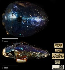 Trachys cyanipennis•&copy; Ang Yuchen•CC BY 4.0