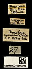 Trachys cyanipennis•All Rights ReservedMuseum Label