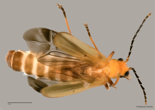 Cantharidae sp. "ZRCBDP0060009"•&copy; Maimon Hussin•All Rights Reserved