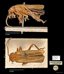 Asiosilis sp. "AYC 218"•&copy; Ang Yuchen•All Rights Reserved