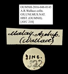 Asiosilis sp. "AYC 218"•All Rights ReservedMuseum Label