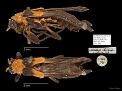 Ichthyurus sp. "AYC 208"•&copy; Ang Yuchen•All Rights Reserved