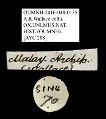 Ichthyurus sp. "AYC 208"•All Rights ReservedMuseum Label