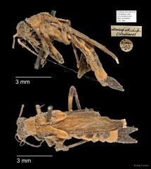 Ichthyurus sp. "AYC 209"•&copy; Ang Yuchen•All Rights Reserved