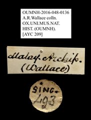 Ichthyurus sp. "AYC 209"•All Rights ReservedMuseum Label