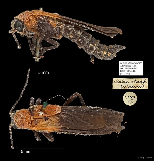 Ichthyurus sp. "AYC 210"•&copy; Ang Yuchen•All Rights Reserved