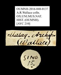 Ichthyurus sp. "AYC 210"•All Rights ReservedMuseum Label
