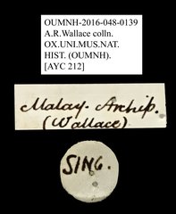 Ichthyurus sp. "AYC 212"•All Rights ReservedMuseum Label