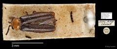 Podosilis sp. "AYC 216"•&copy; Ang Yuchen•All Rights Reserved