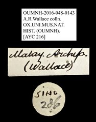 Podosilis sp. "AYC 216"•All Rights ReservedMuseum Label