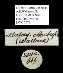 Polemiosilis sp. "AYC 217"•All Rights ReservedMuseum Label
