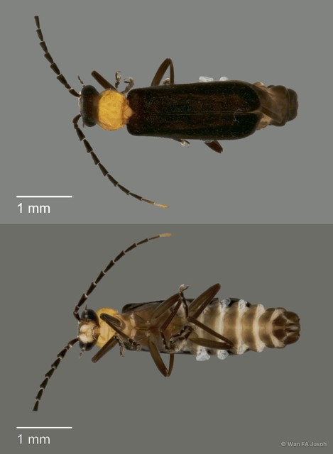 Polemiosilis sp. "cf. apicicornis"•&copy; Wan FA Jusoh•All Rights Reserved