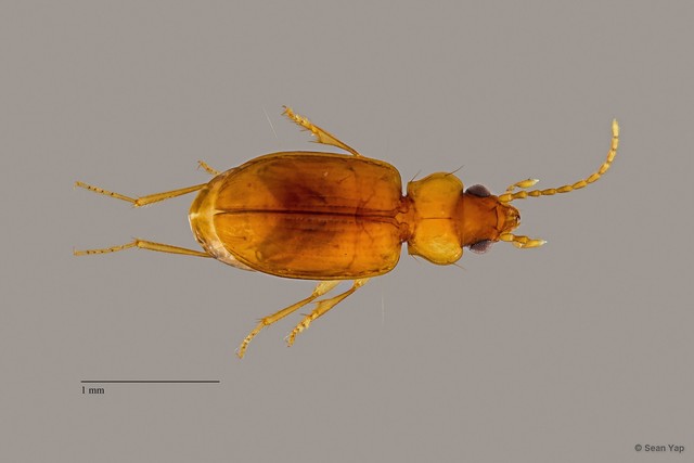 Carabidae sp. "ZRCBDP0057294"•&copy; Sean Yap•All Rights Reserved