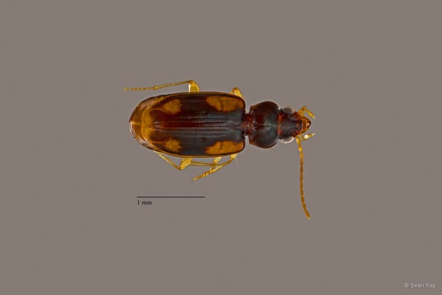 Carabidae sp. "ZRCBDP0063828"•&copy; Sean Yap•All Rights Reserved