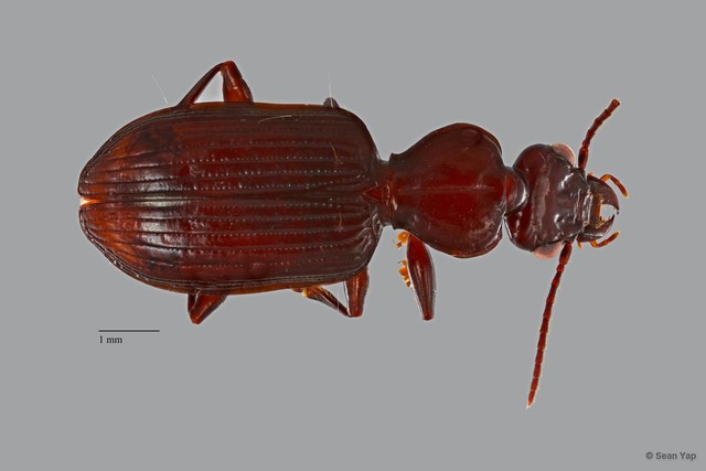 Carabidae sp. "ZRCBDP0068655"•&copy; Sean Yap•All Rights Reserved