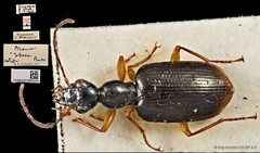 Andrewesia obesa•&copy; Ang Yuchen•CC BY 4.0