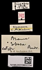 Andrewesia obesa•All Rights ReservedMuseum Label