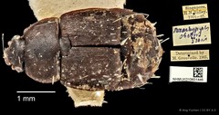 Brachypelus obesus•&copy; Ang Yuchen•CC BY 4.0