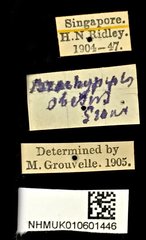 Brachypelus obesus•All Rights ReservedMuseum Label