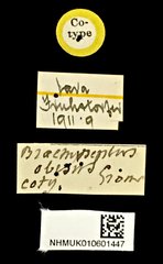 Brachypelus obesus•All Rights ReservedMuseum Label