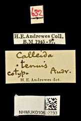 Calleida tenuis•All Rights ReservedMuseum Label
