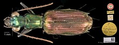 Catascopus cupripennis•&copy; Ang Yuchen•CC BY 4.0