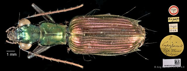 Catascopus cupripennis•&copy; Ang Yuchen•CC BY 4.0