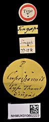 Catascopus cupripennis•All Rights ReservedMuseum Label