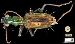 Catascopus cupripennis•&copy; Ang Yuchen•CC BY 4.0
