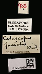 Catascopus (Catascopus) facialis•All Rights ReservedMuseum Label