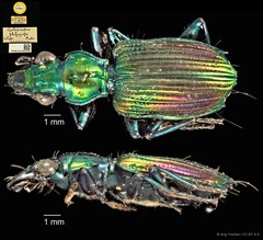 Catascopus phlogops•&copy; Ang Yuchen•CC BY 4.0
