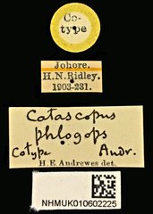 Catascopus phlogops•All Rights ReservedMuseum Label