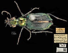 Catascopus punctipennis•&copy; Ang Yuchen•CC BY 4.0