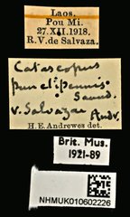 Catascopus punctipennis•All Rights ReservedMuseum Label