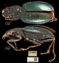 Dicranoncus femoralis•&copy; Ang Yuchen•CC BY 4.0