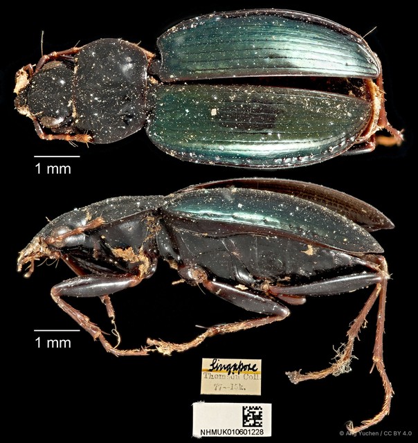 Dicranoncus femoralis•&copy; Ang Yuchen•CC BY 4.0