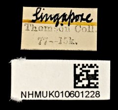 Dicranoncus femoralis•All Rights ReservedMuseum Label