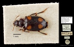 Dolichoctis tetracolon•&copy; Ang Yuchen•CC BY 4.0