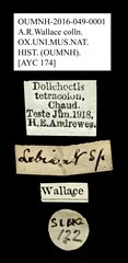 Dolichoctis tetracolon•All Rights ReservedMuseum Label