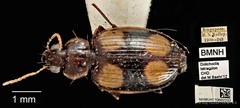 Dolichoctis tetracolon•&copy; Ang Yuchen•CC BY 4.0