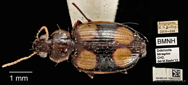 Dolichoctis tetracolon•&copy; Ang Yuchen•CC BY 4.0